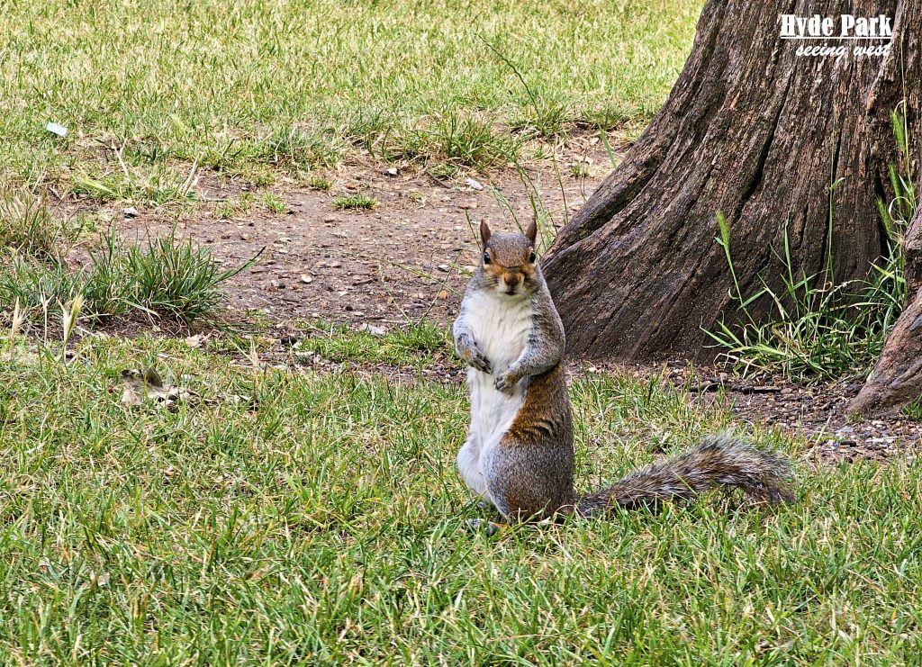 squirrel at Hyde Park