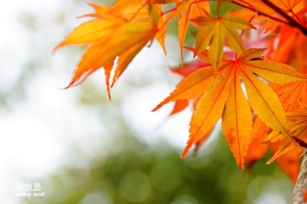 red leaves at Nami Island
