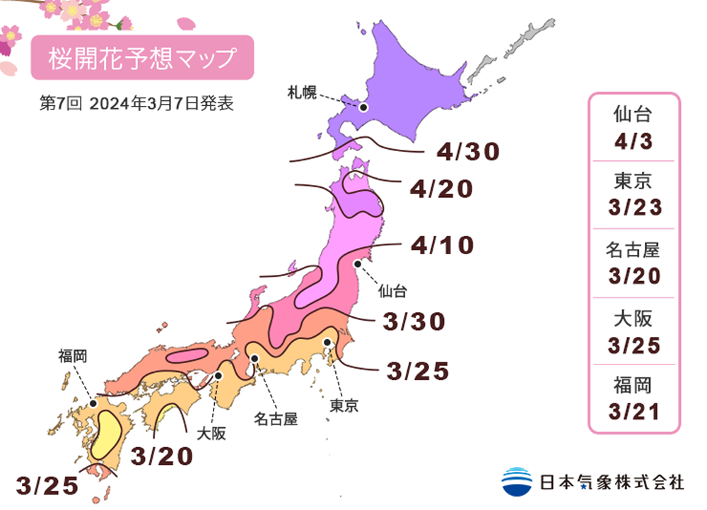 cherry bloosm forecast cherry bloosm forecast