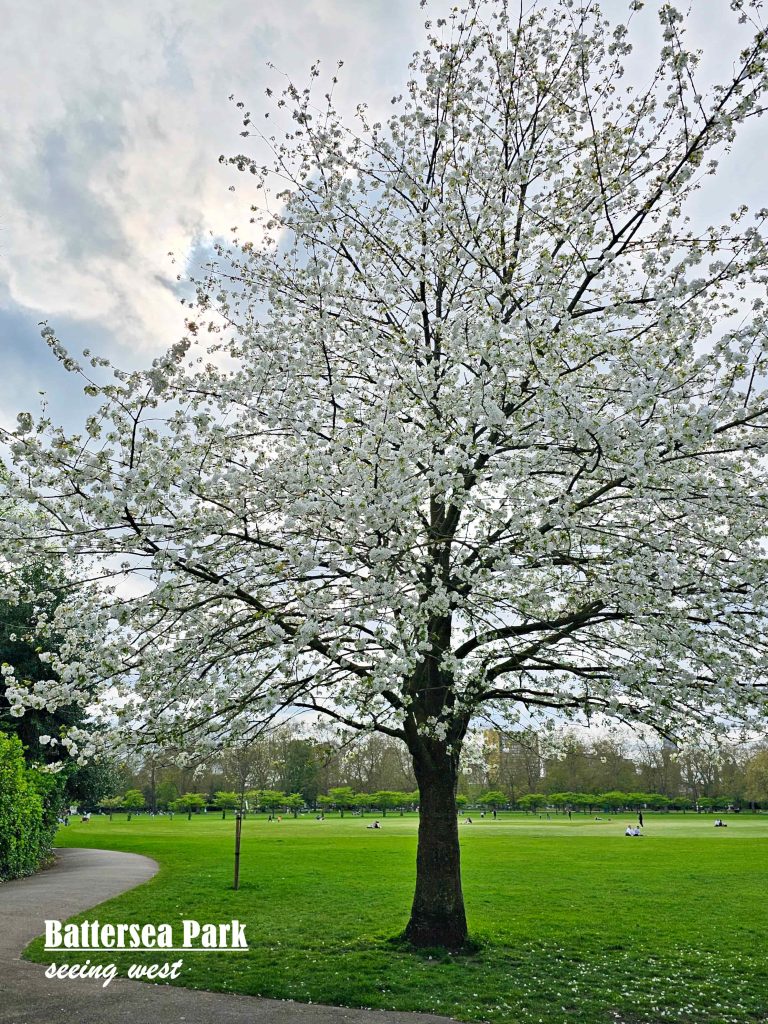 cherry bloosm in battersea park