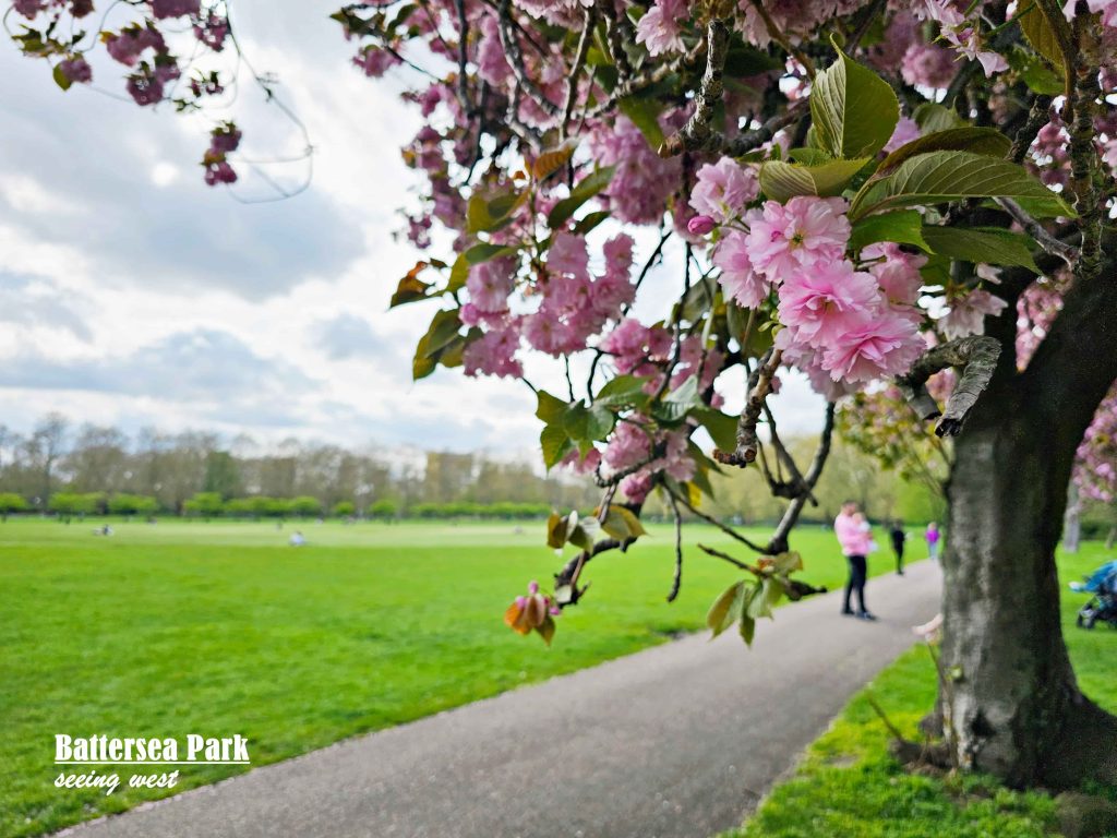 cherry bloosm in battersea park cherry bloosm in battersea park